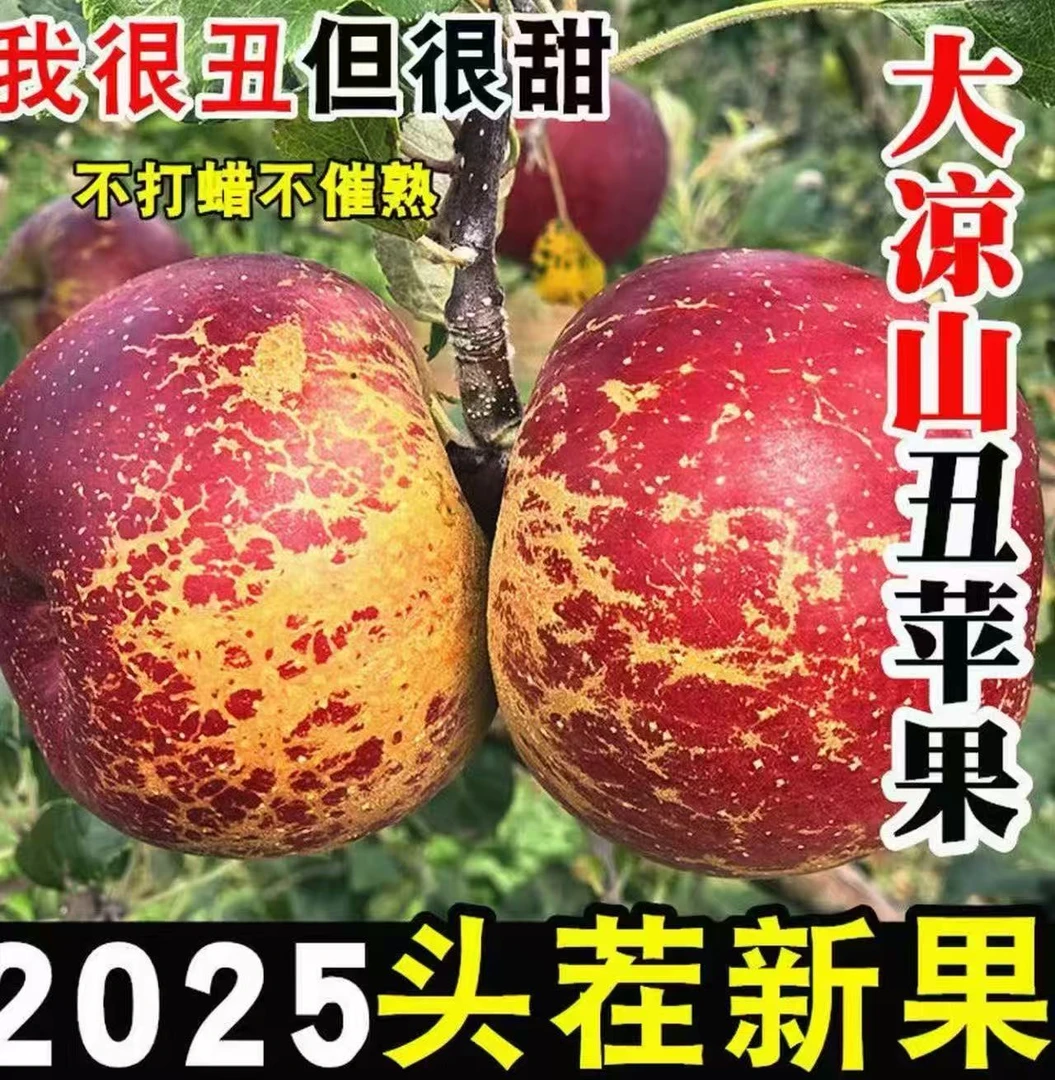 XY四川大凉山盐源冰糖心丑苹果新鲜现摘脆甜多汁当季水果XY