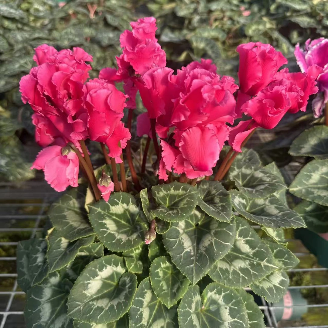 1.5特大加仑仙客来(皱边海棠红）原盆原土带花带花苞发货