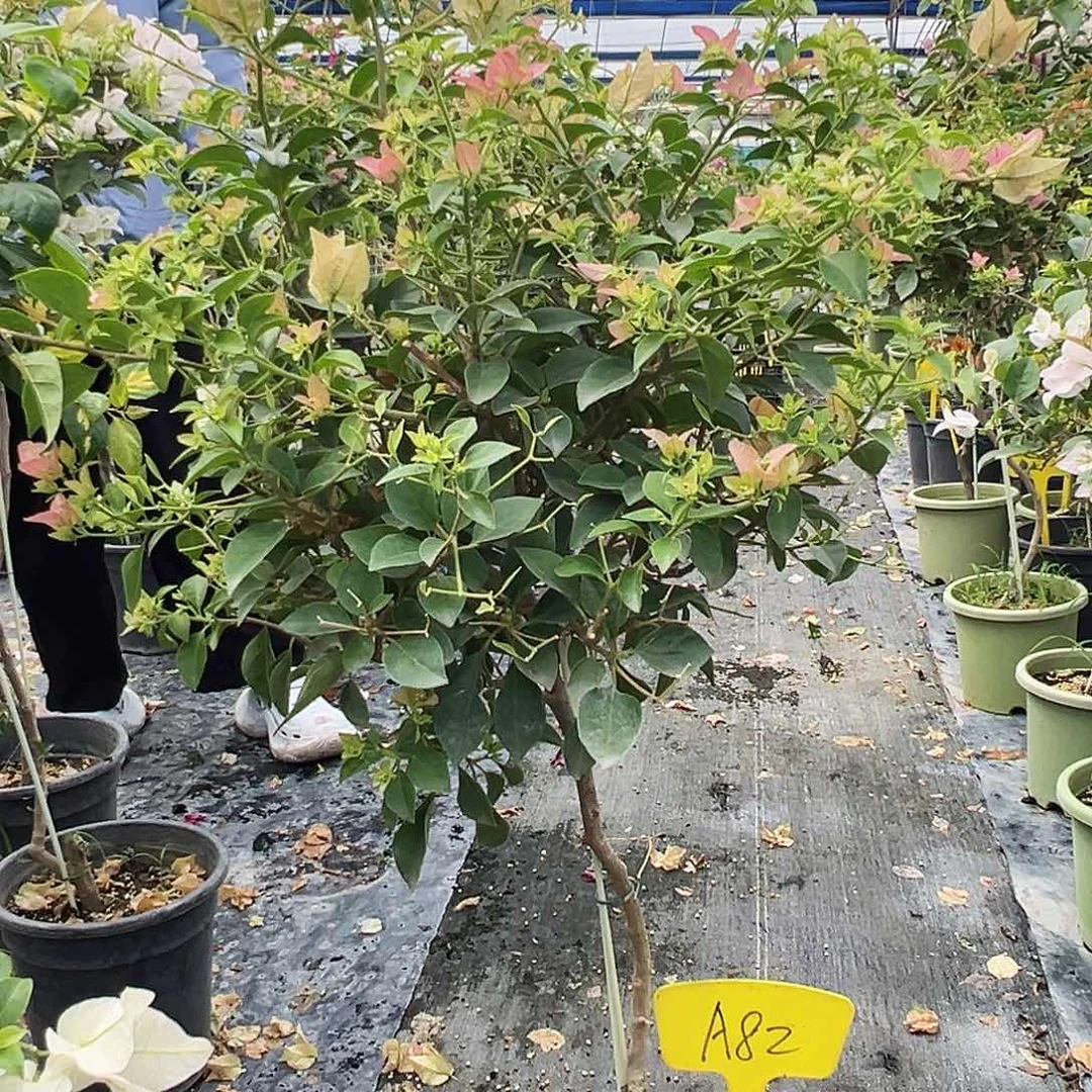 雪****大部分花苞少量开放A82卡雅塔