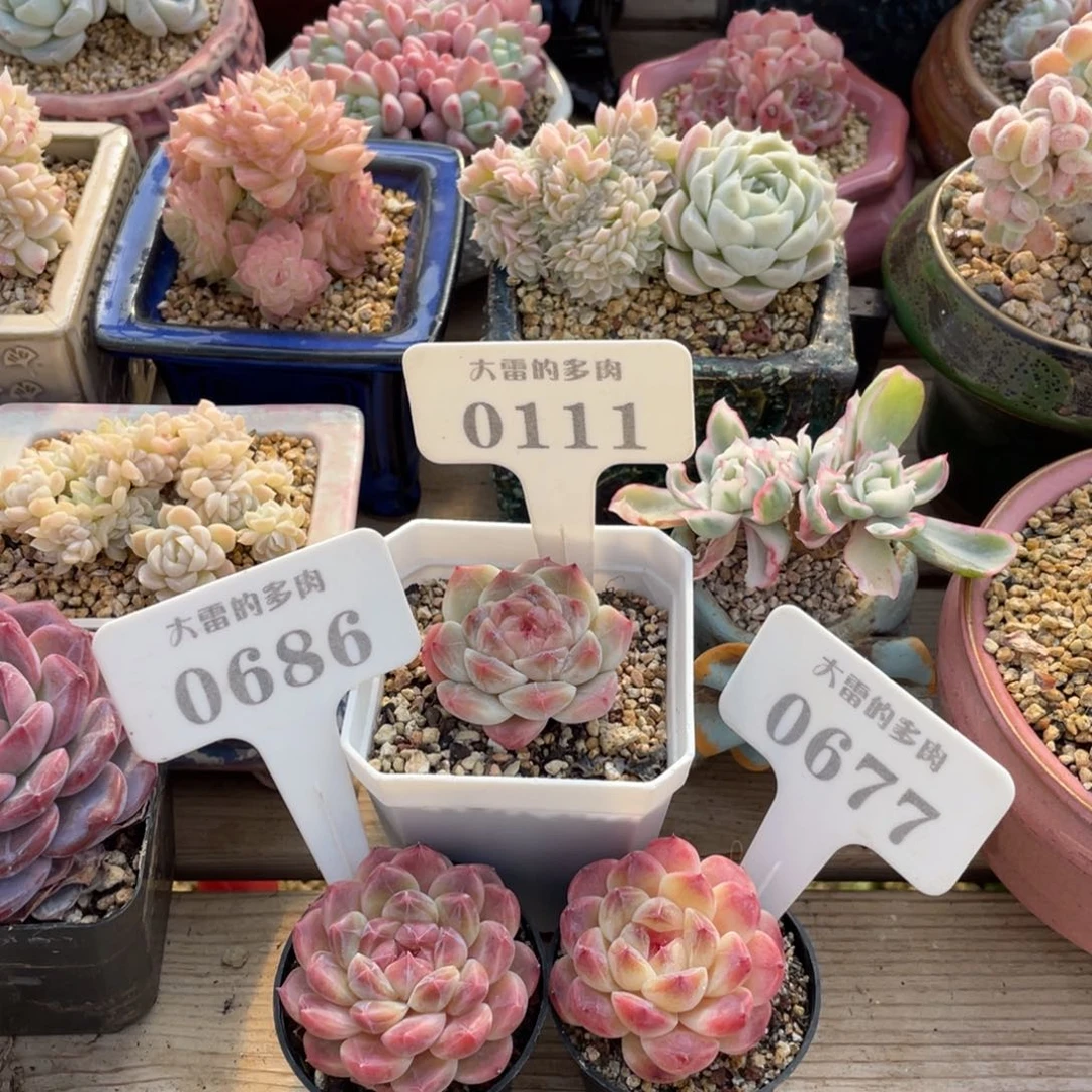 肥*桑011106860677 三颗冰魄 了啦