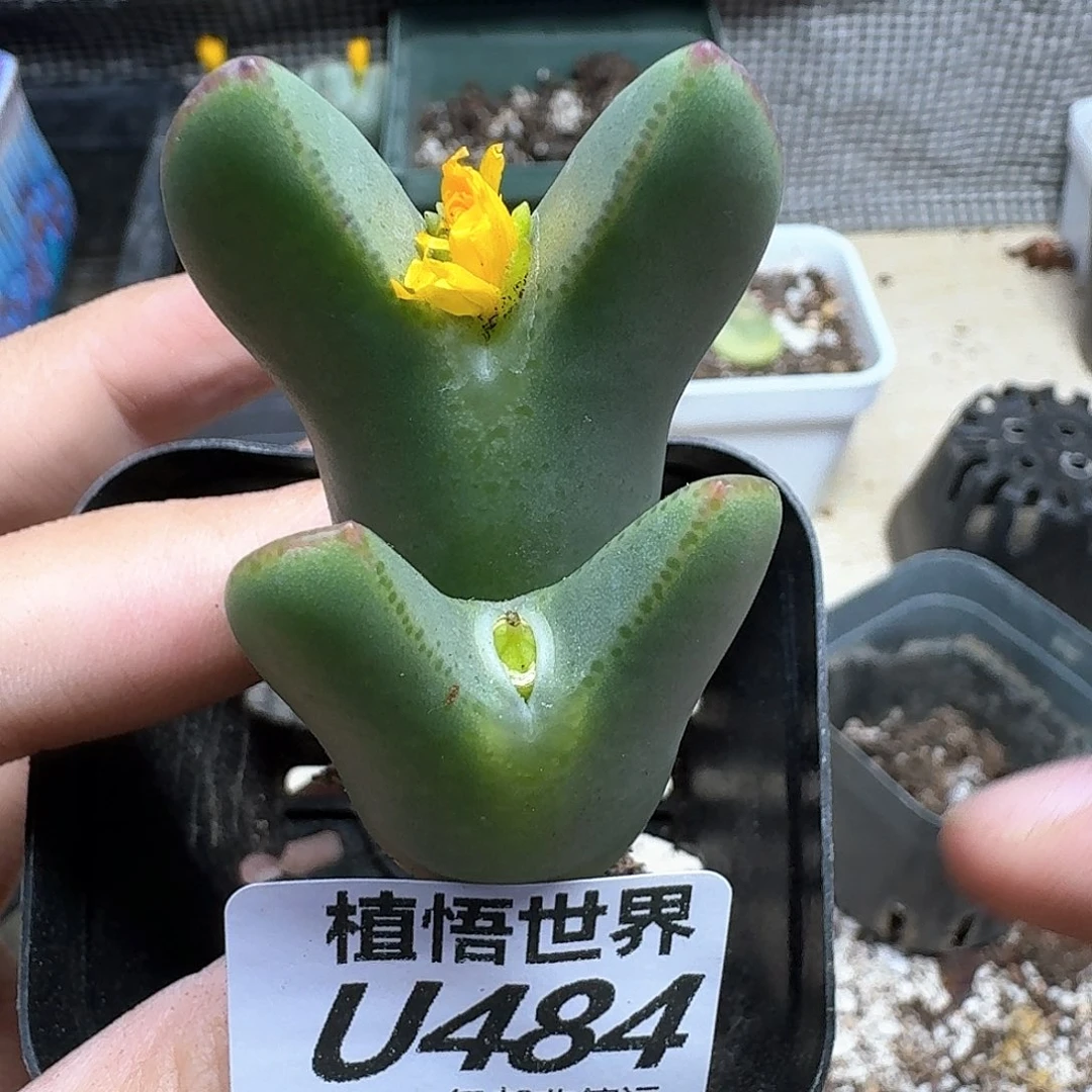 多肉植物的润泽rggh