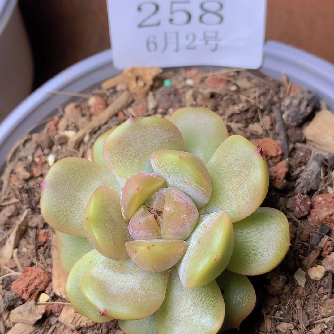 【闪购商品】云258号红恋