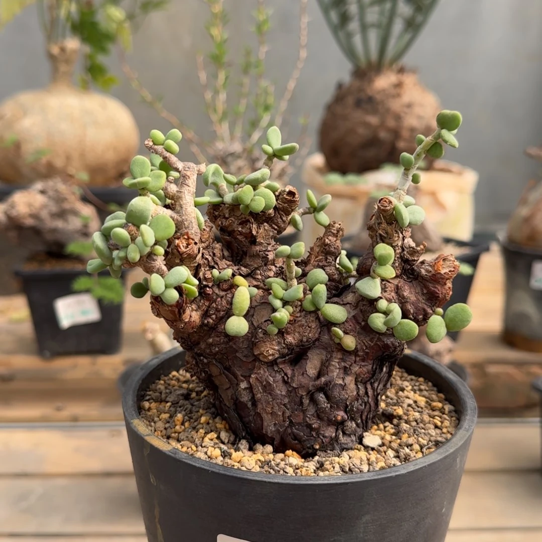 645延寿城块根植物