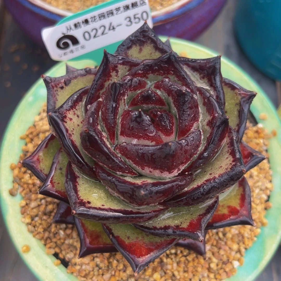 从前慢多肉精选编号0224.350