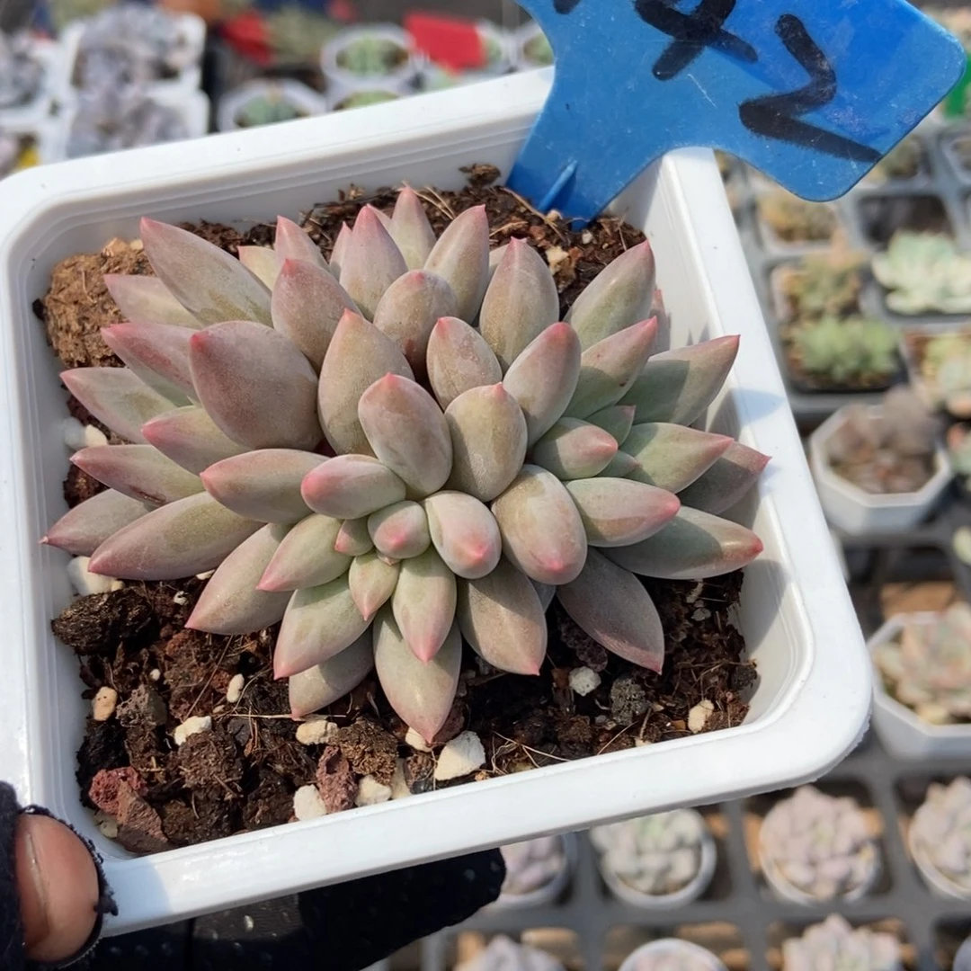442车厘子多肉植物保护