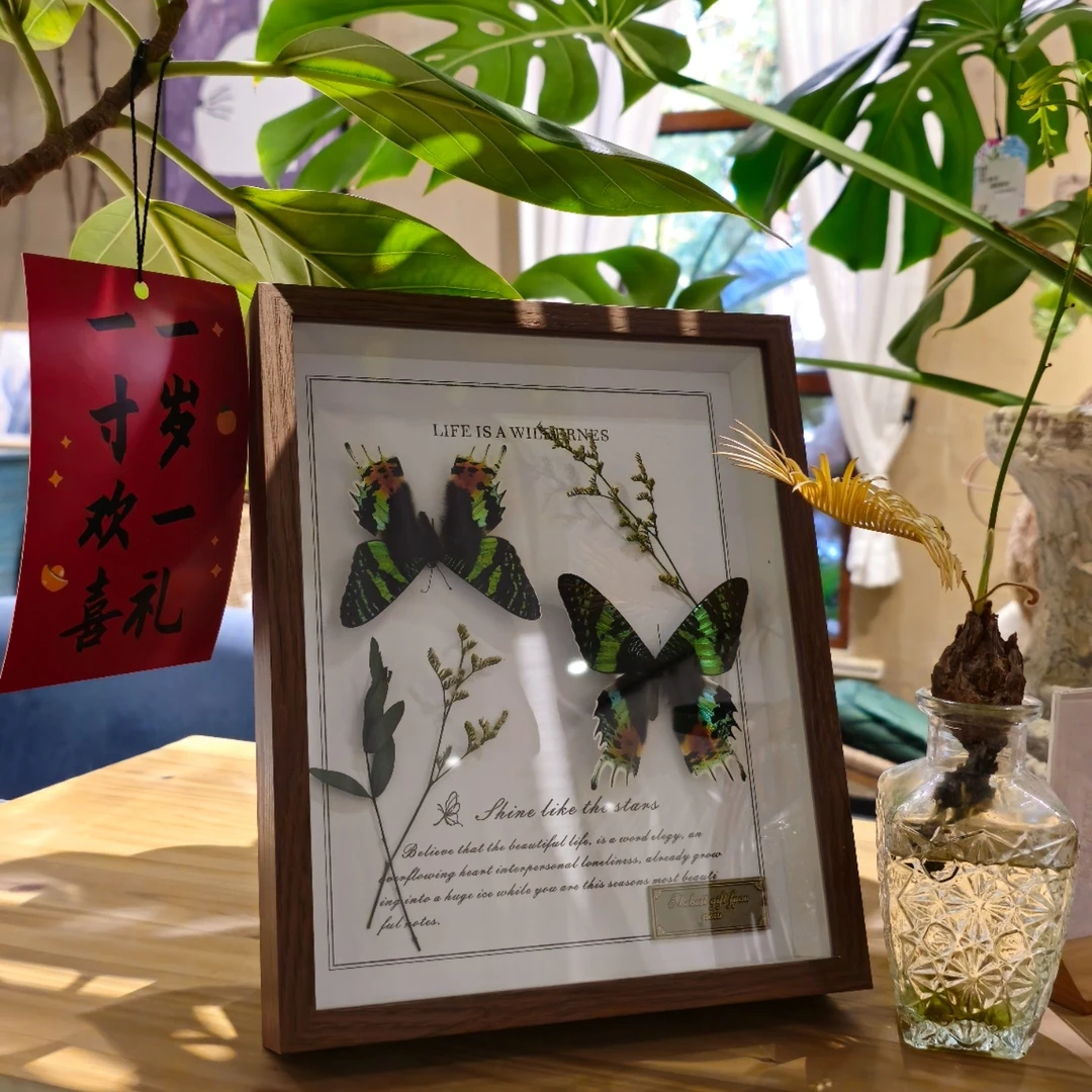 Haimiu艺术马达加斯加太阳蛾双雄蛾创意标本居家礼物永生花草