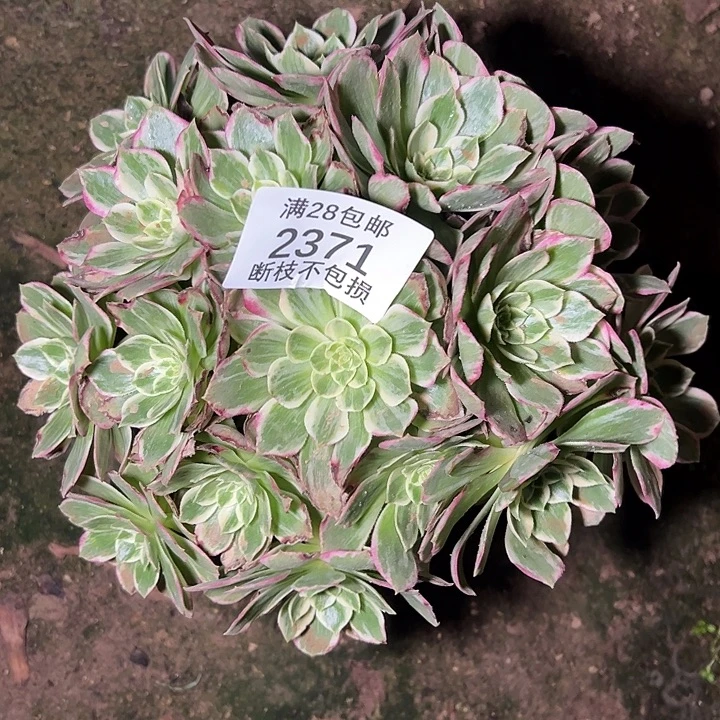 2371万彩灯多肉植物