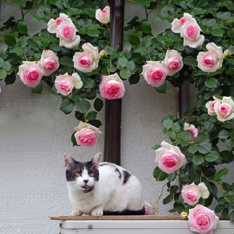 【粉色龙沙宝石】藤本月季花苗南北种植月季花苗送肥料