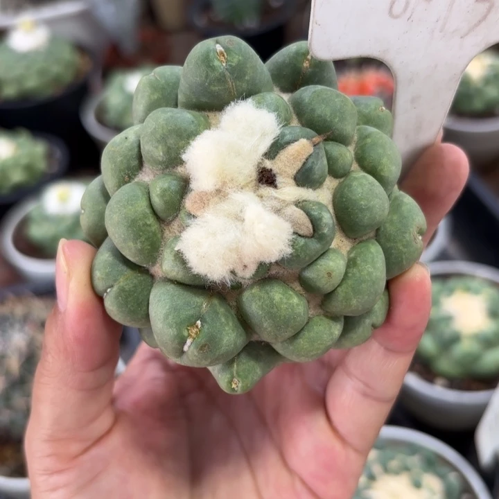 8073有根象牙好养皮实