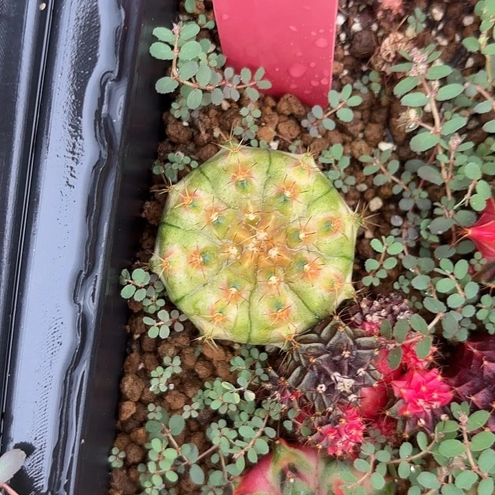 628-0615泰国发货