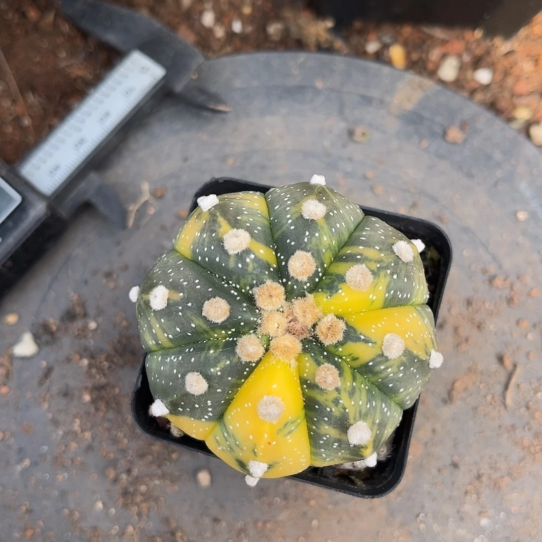 无花朵哈****好都进食生根一颗