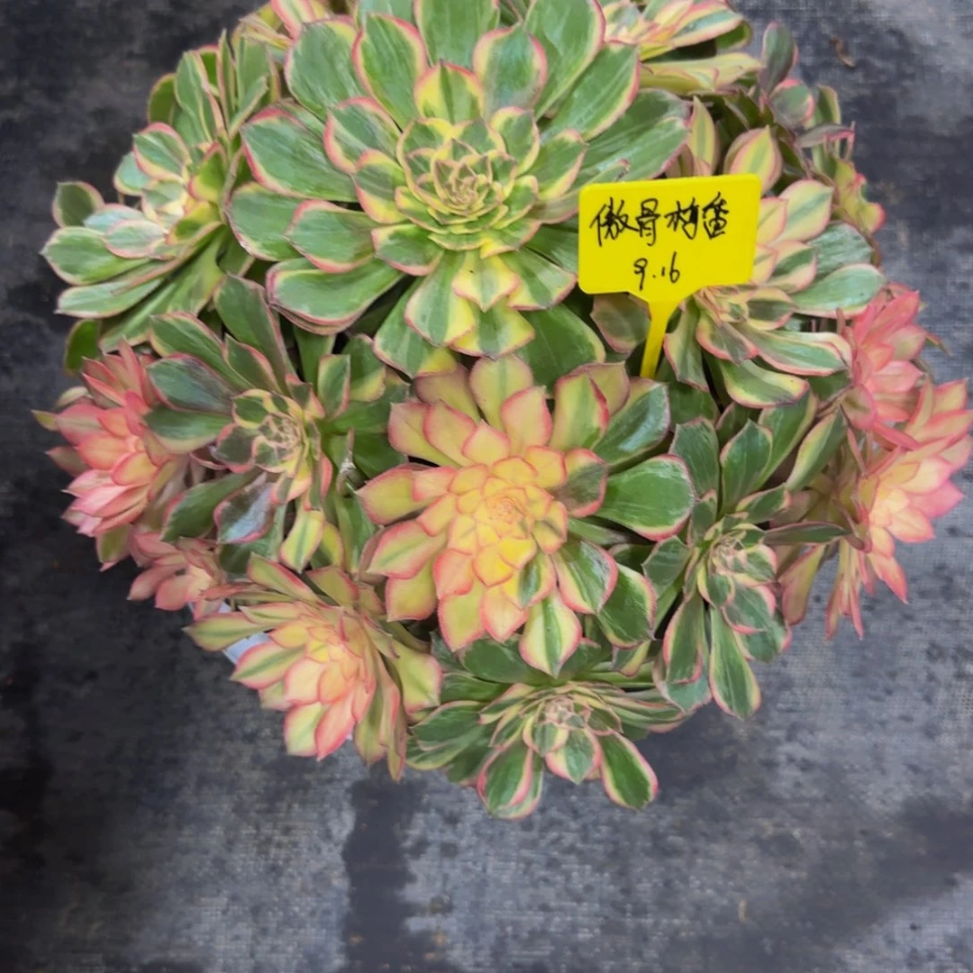 黑魔锦➕物流费用888