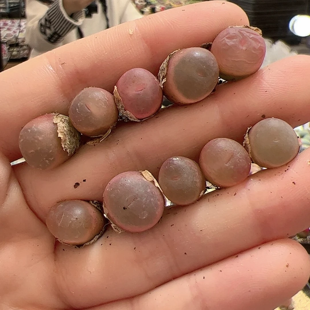 【闪购商品】35 超毛10颗