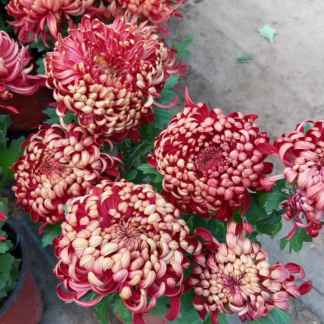 完全开放正风学士