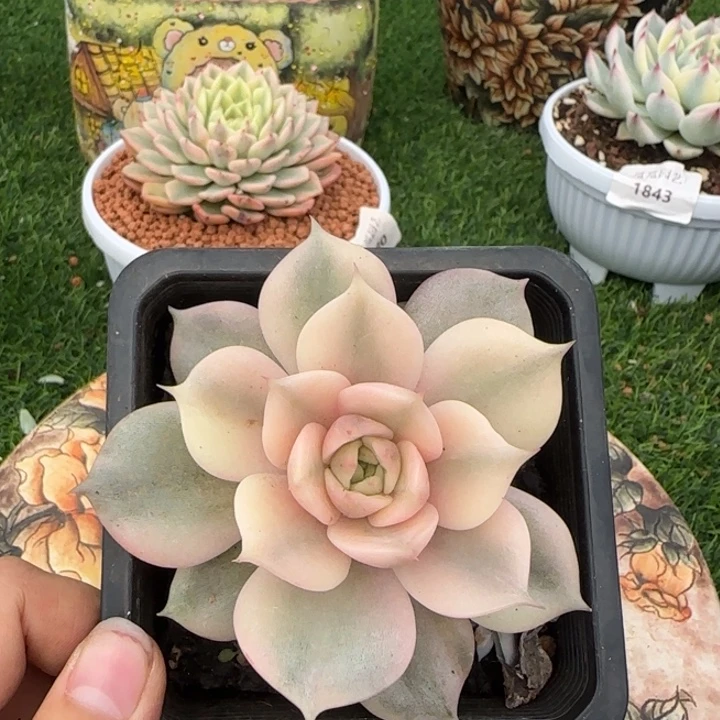 贝加尔湖锦多肉植物