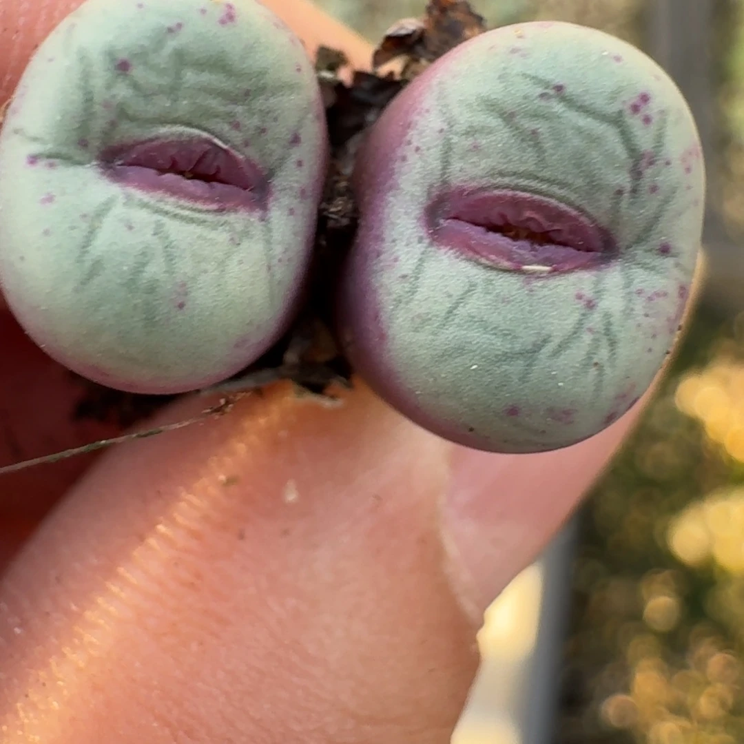 傻**蕊17-70p p p p p p p p p p