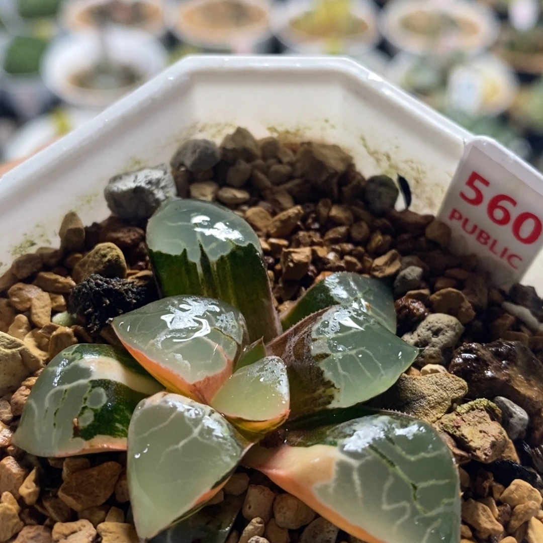 560火凤凰十二卷多肉植物