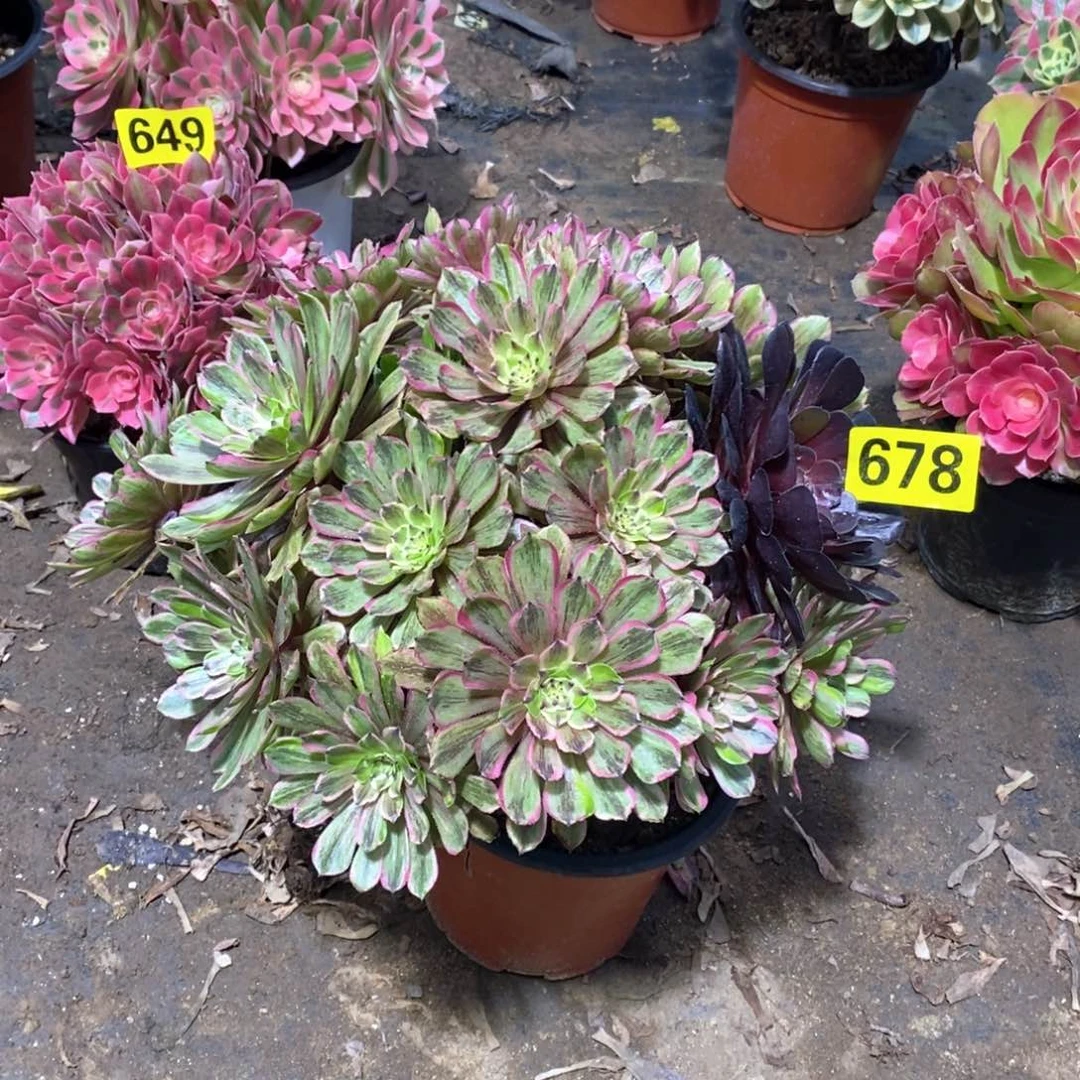 花脸多肉法师678