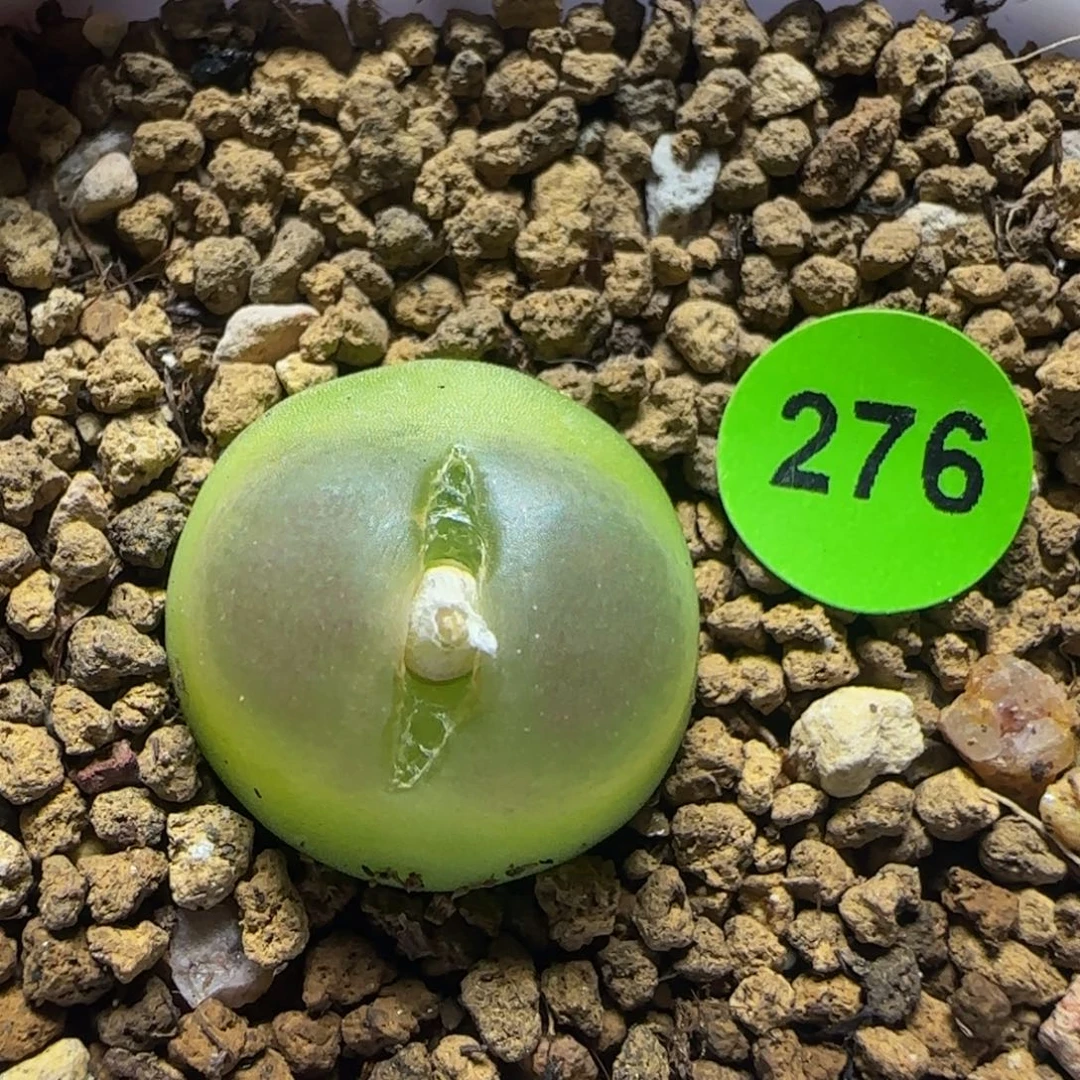 拉登1.7多肉植物276