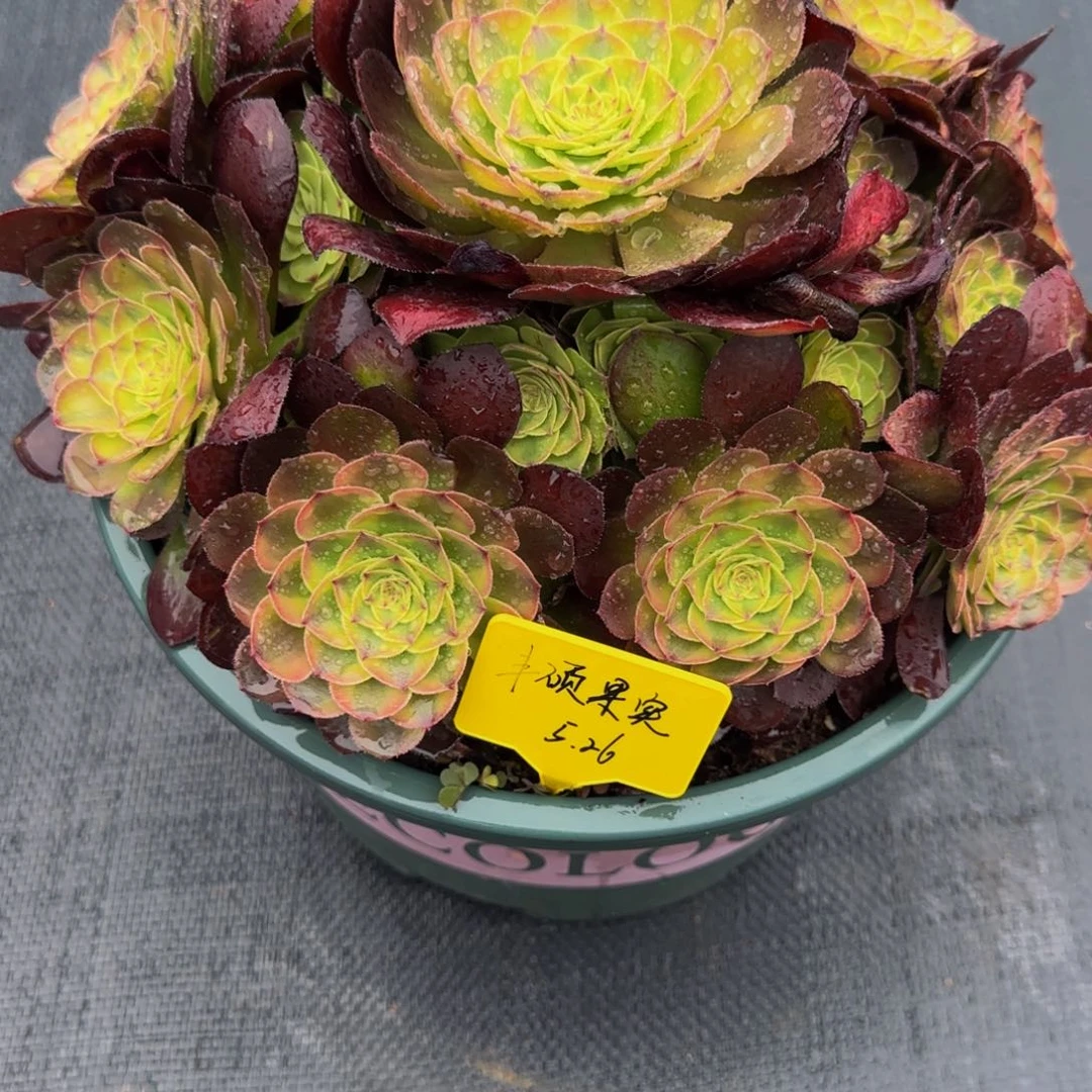 轮回法师锦88888888