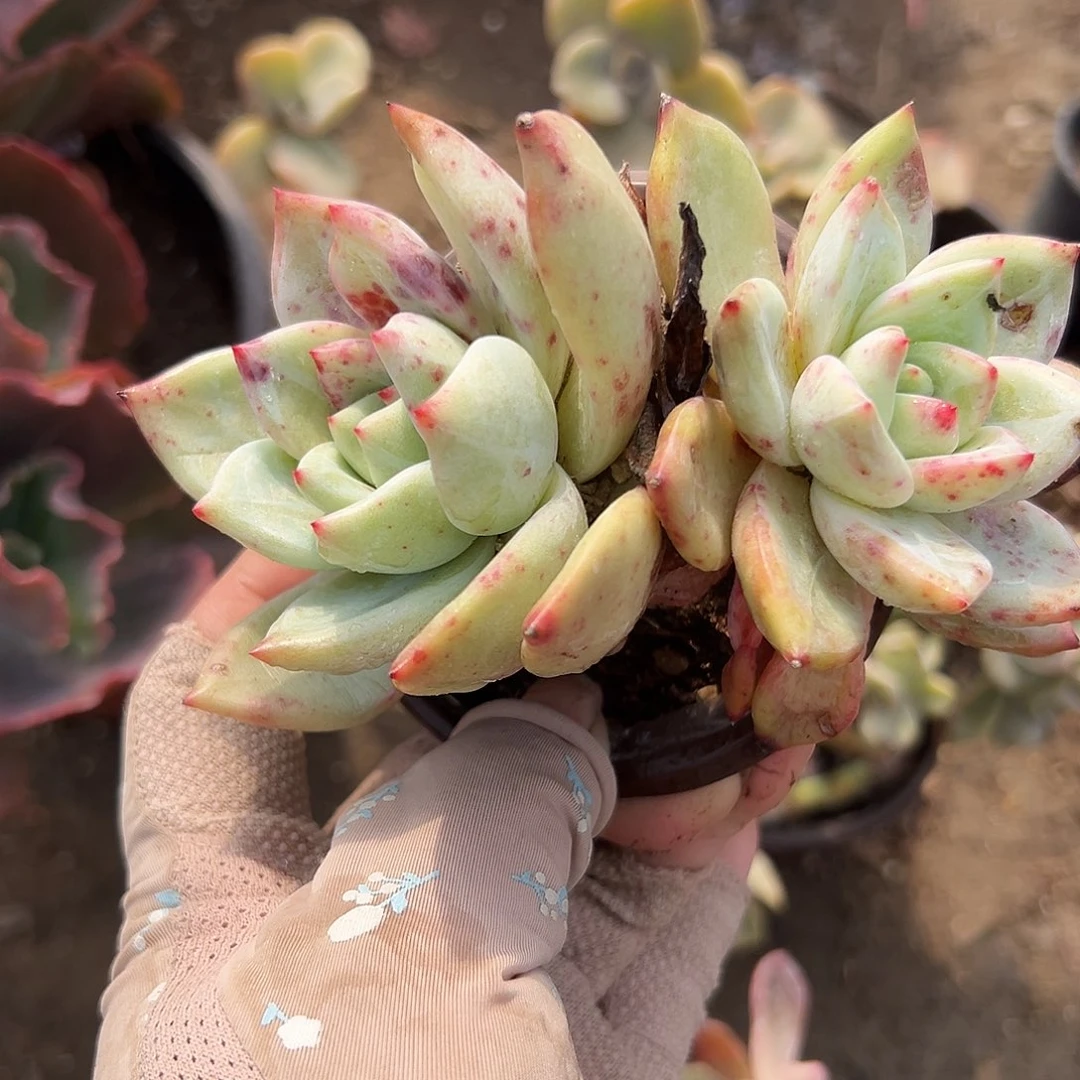 多肉植物多肉植物
