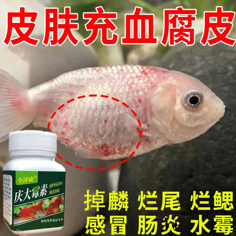 庆大霉素50g/瓶锦鲤金鱼充血白毛白点烂尾烂鳃立麟专用粉