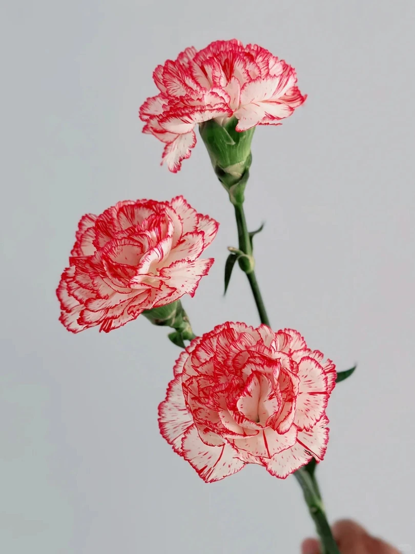 【火焰康乃馨】双色系卷边型   云南基地直发一单就包邮 鲜切玫瑰