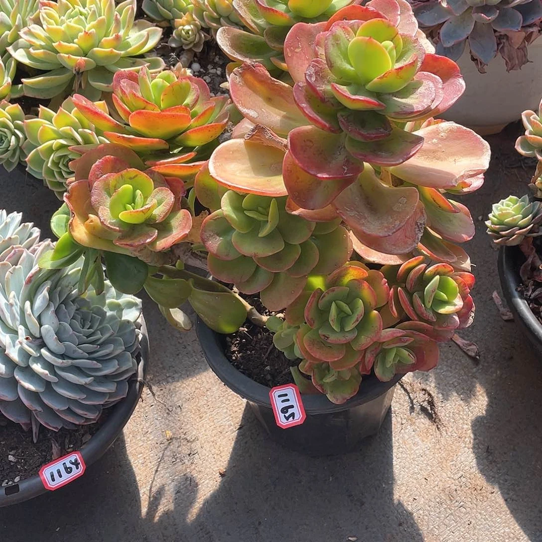 1165红梅一物一拍多肉