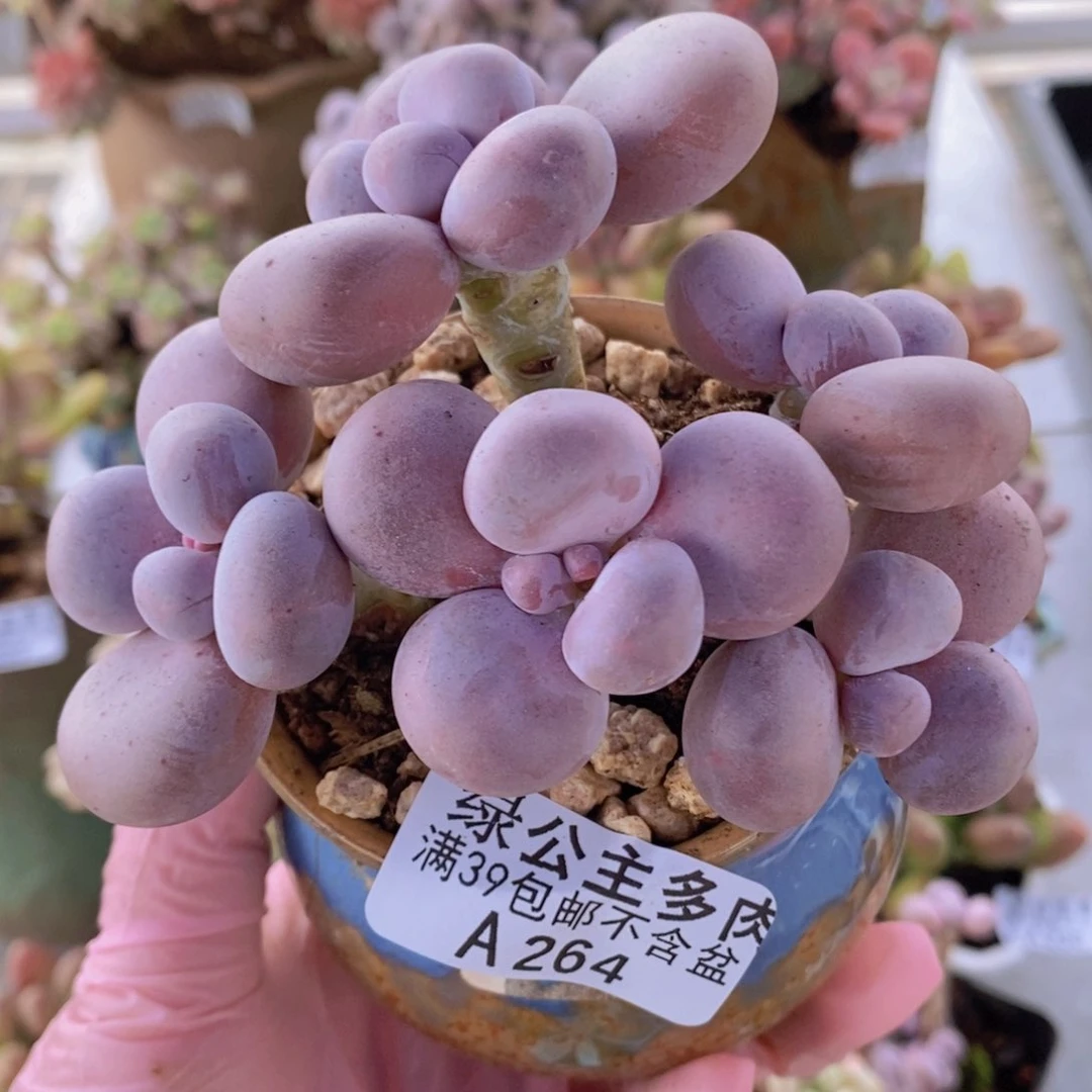 水光针奶酪9cm264多肉植物