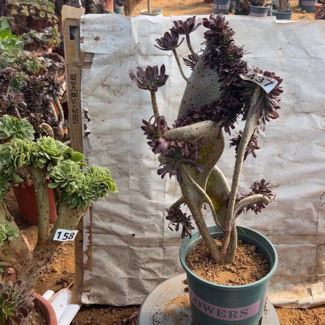 有伤黑缀437高度40厘米