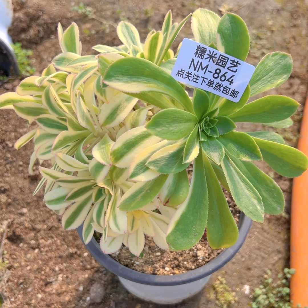 保时捷绣球多肉植物864