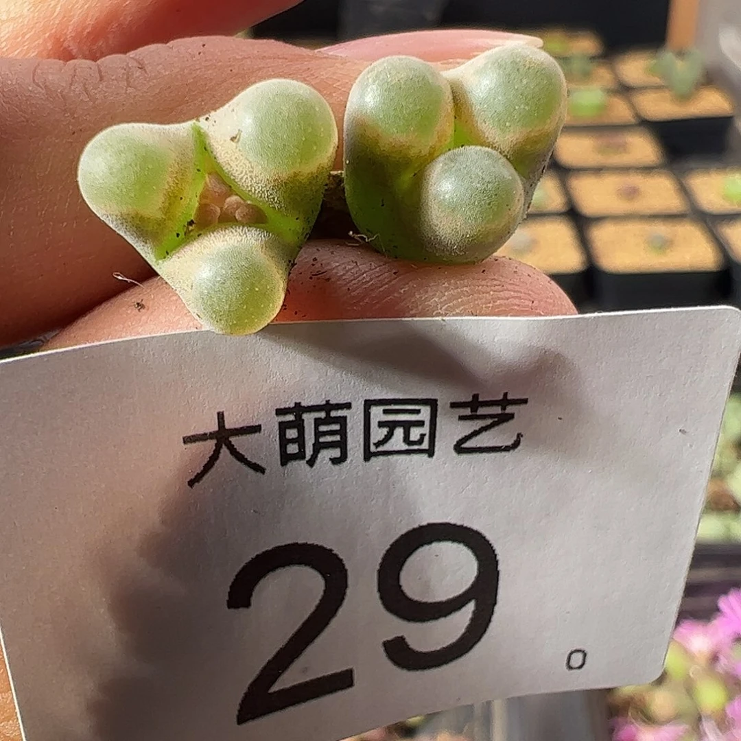 一物一拍。        29