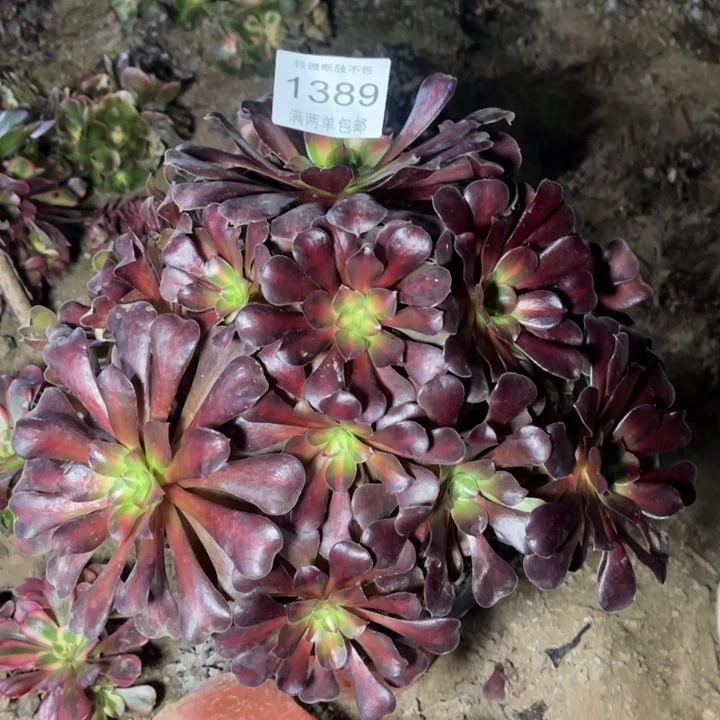 1389美杜莎的的多肉的