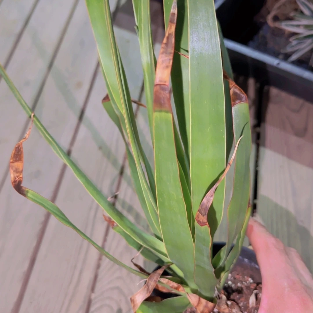 块根植物块根植物