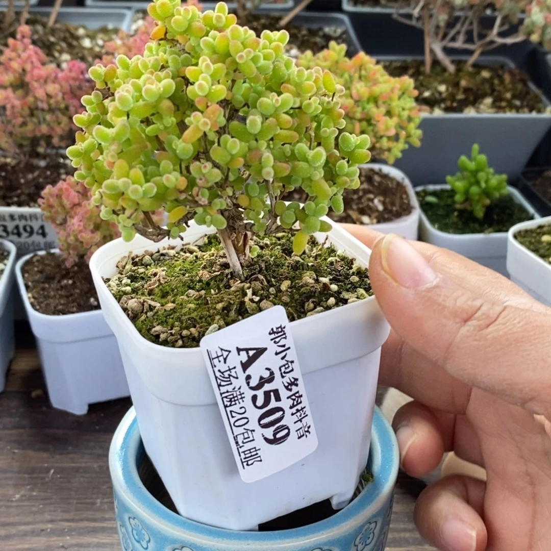 总***朕金橘糖球带盆3509枝干