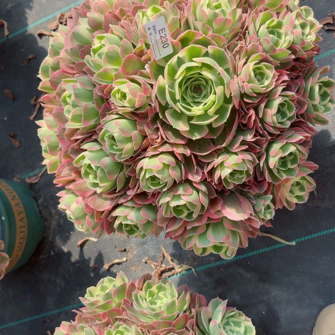 泼***裳230大白凤多肉植物