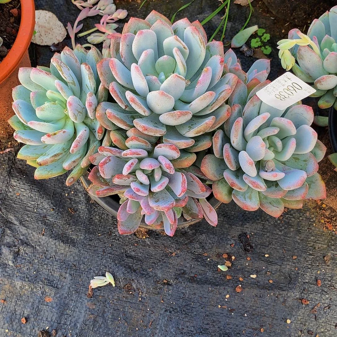 网***块   灰姑娘多肉06038