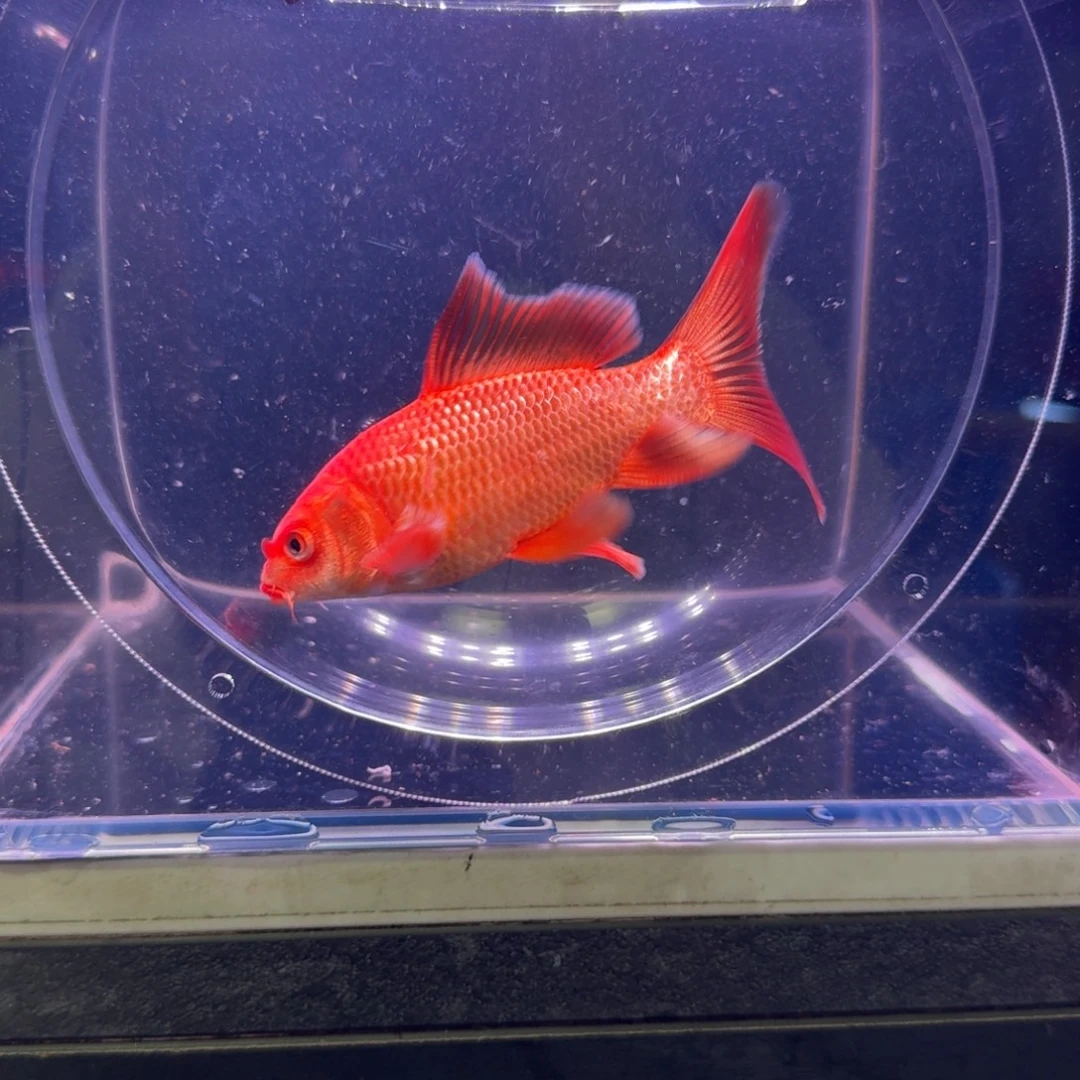 红色蝴蝶鲤10到15公分