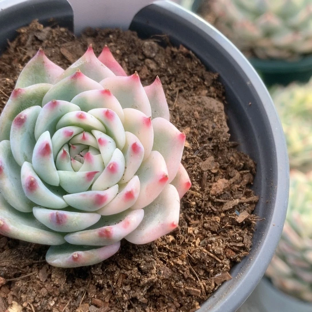 星*006锦锦锦锦锦锦锦