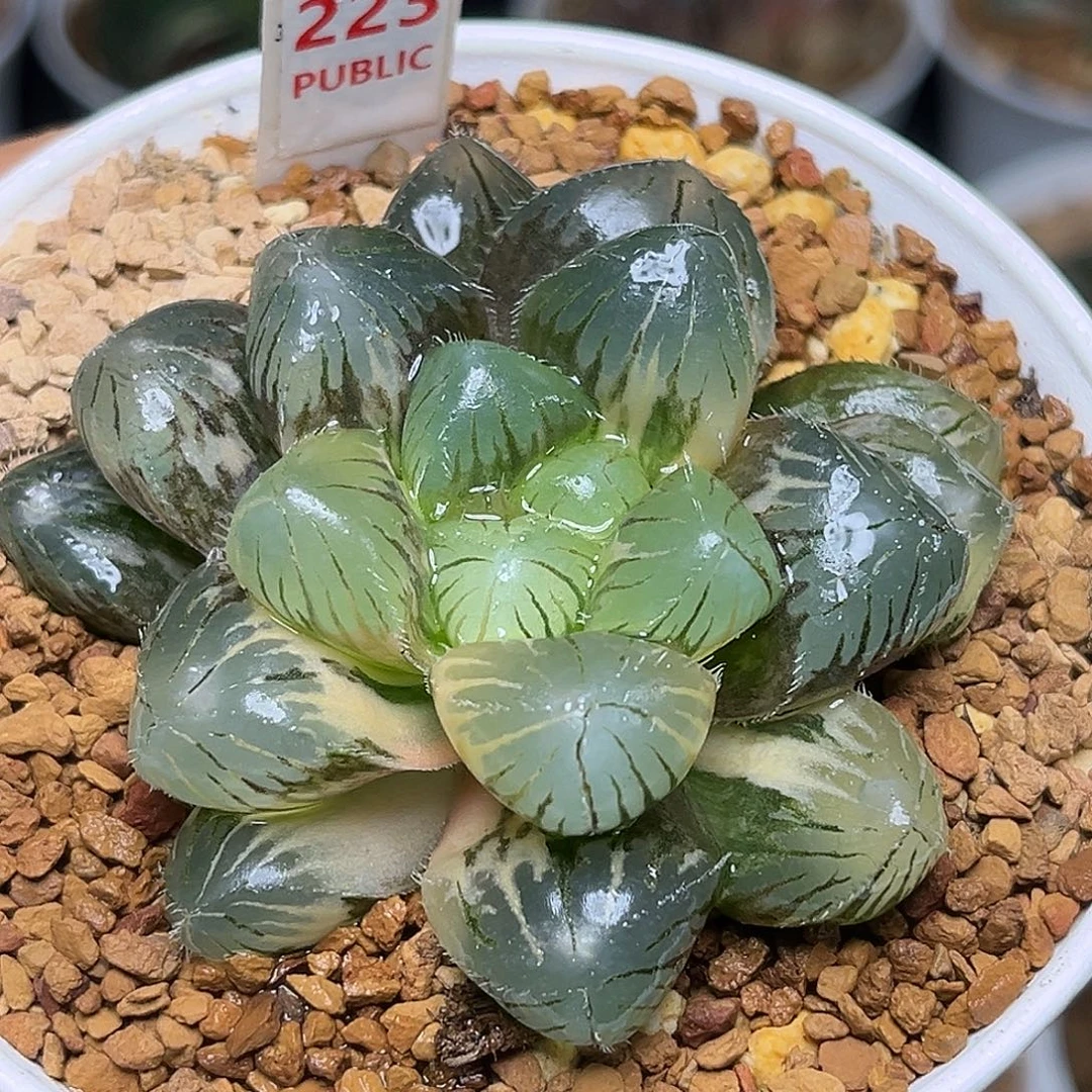 223新巨大赤线玉露锦福利福利