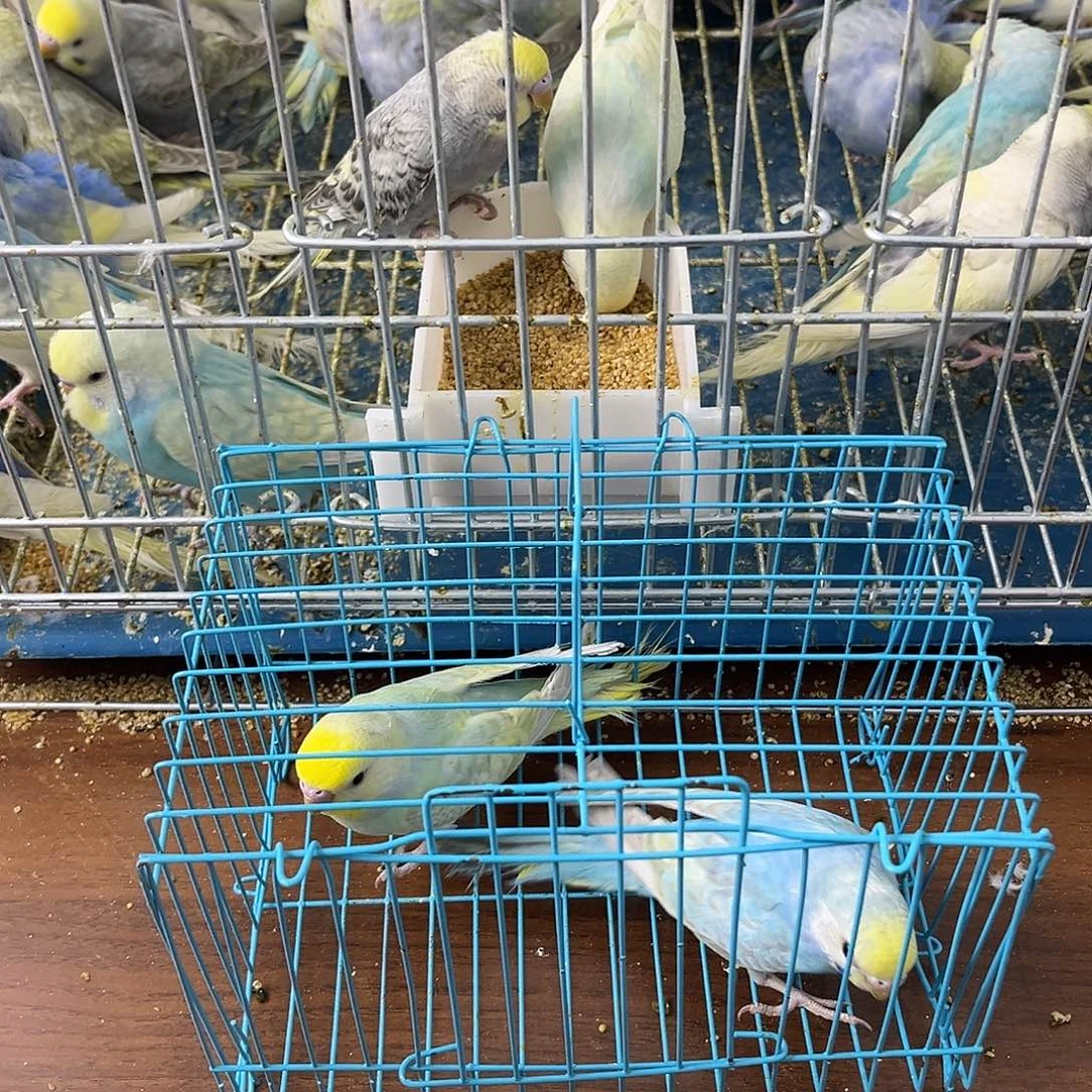 虎皮鹦鹉金彩鹦鹉