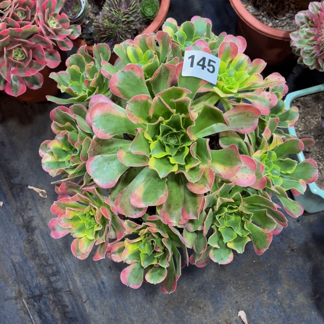 多肉植物特斯拉145