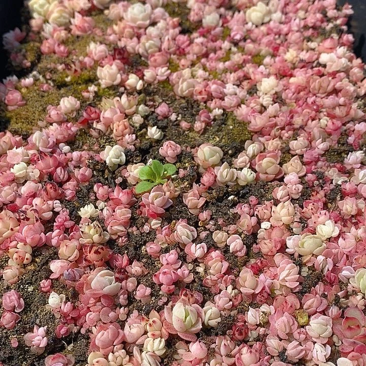 117 多肉植物盆栽花卉植物