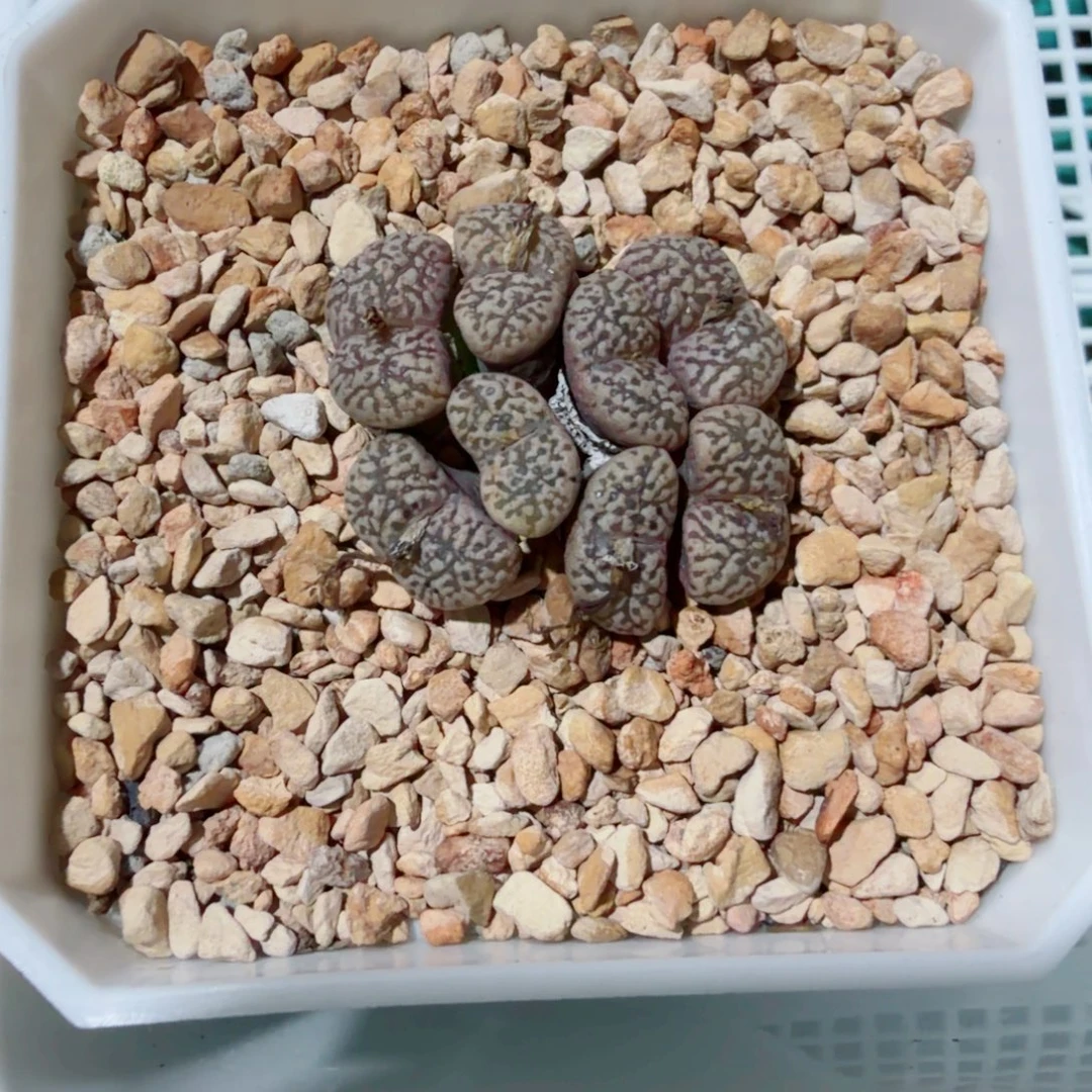 无花朵鸟哈尼……….