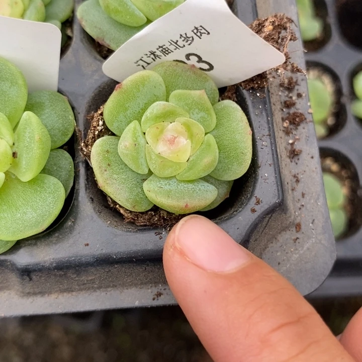 标493玉漱一个多肉