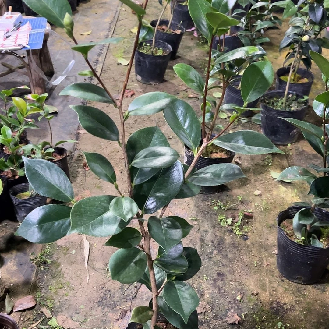 完全开放日系 楼兰