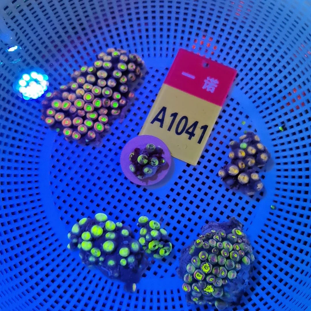 奶嘴海葵纽扣珊瑚