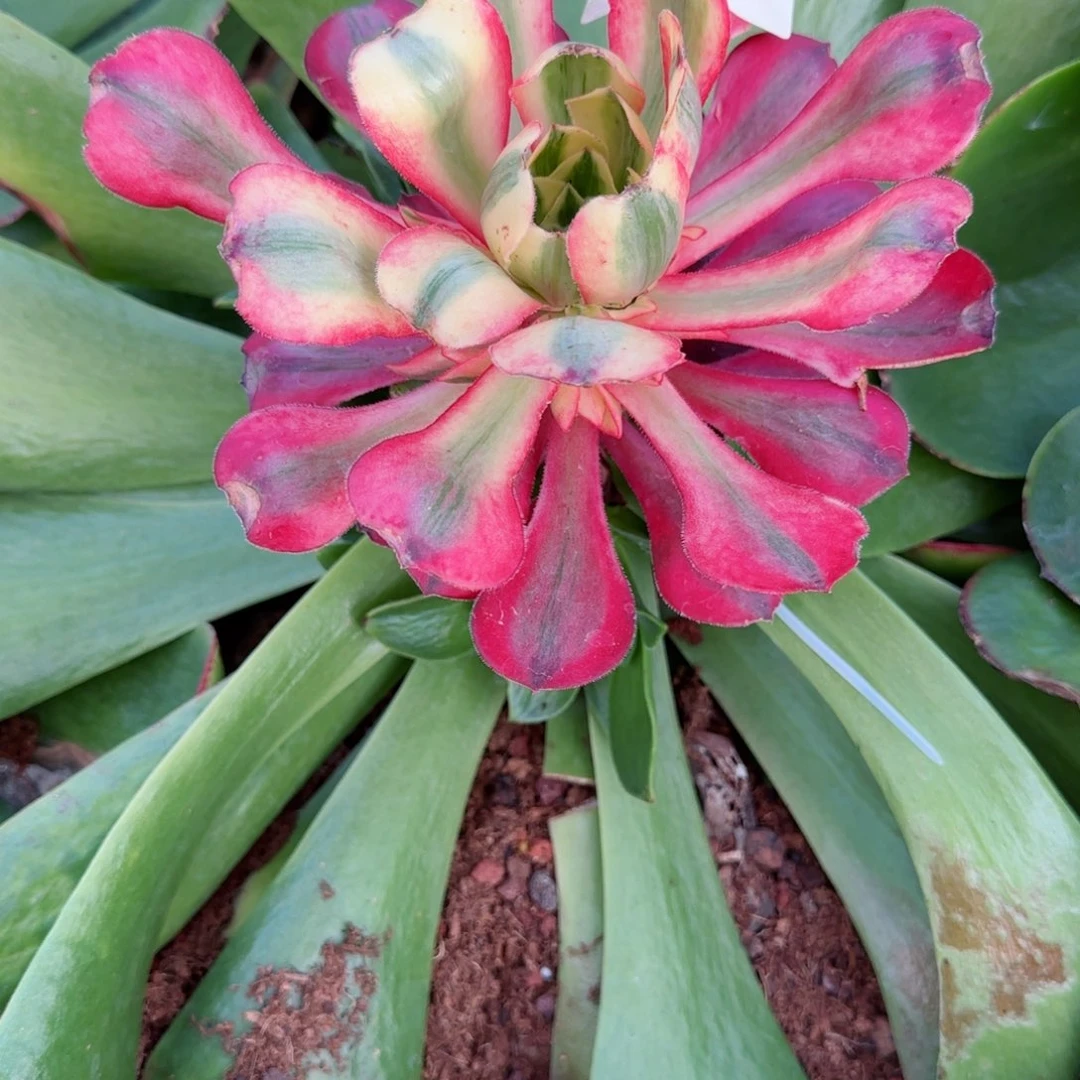 ?****做爱丽丝嫁接生日半价优惠