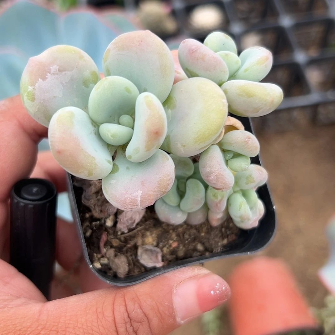 多肉植物多肉植物