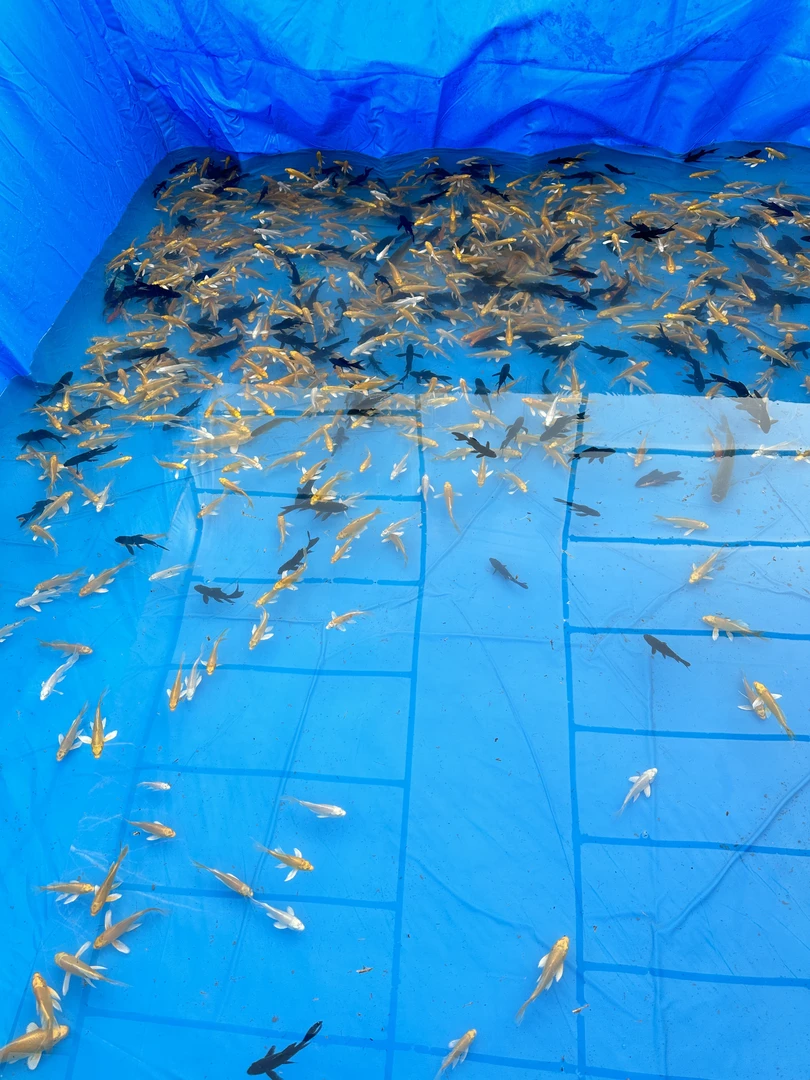 到手6条黑金白金黄金龙凤锦鲤、草金冷水淡水鱼好养耐活新手闯缸